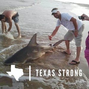 Meet your Posher, Shane